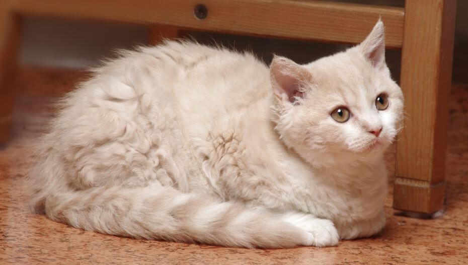 Selkirk Rex Cat Breed Information Purina